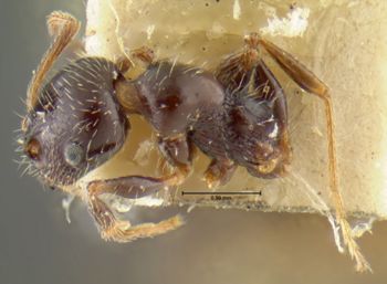 Media type: image;   Entomology 23660 Aspect: habitus dorsal view